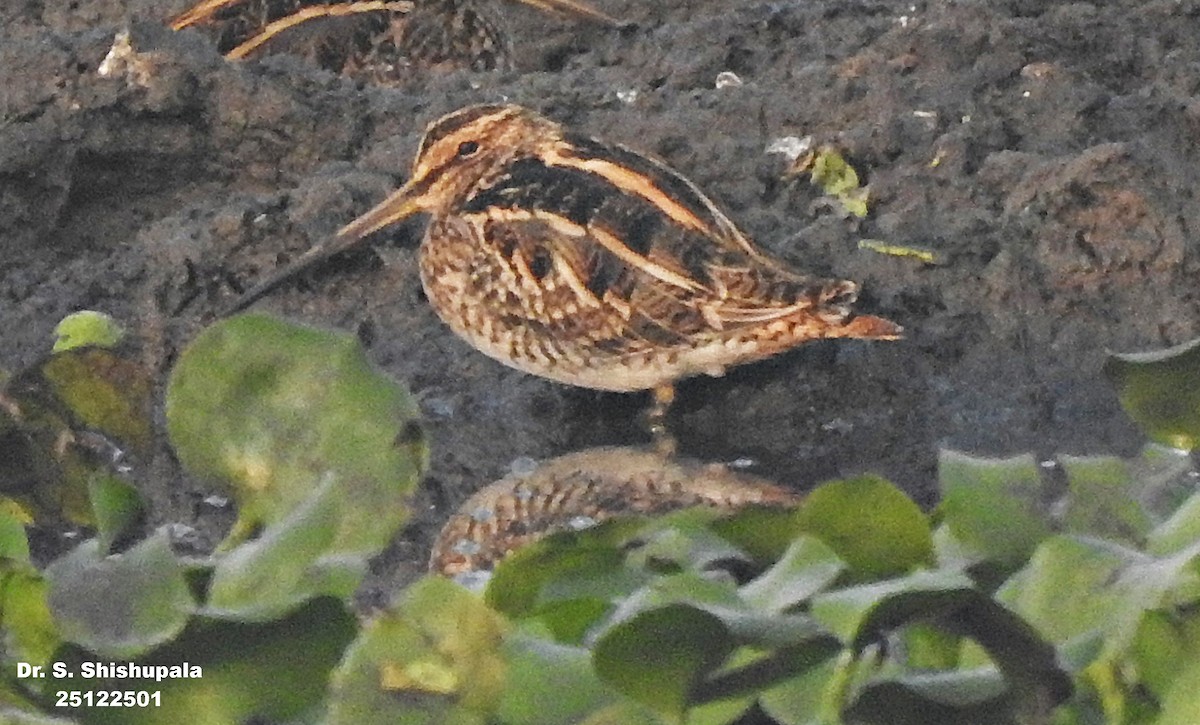 חרטומית ביצות - ML647506024