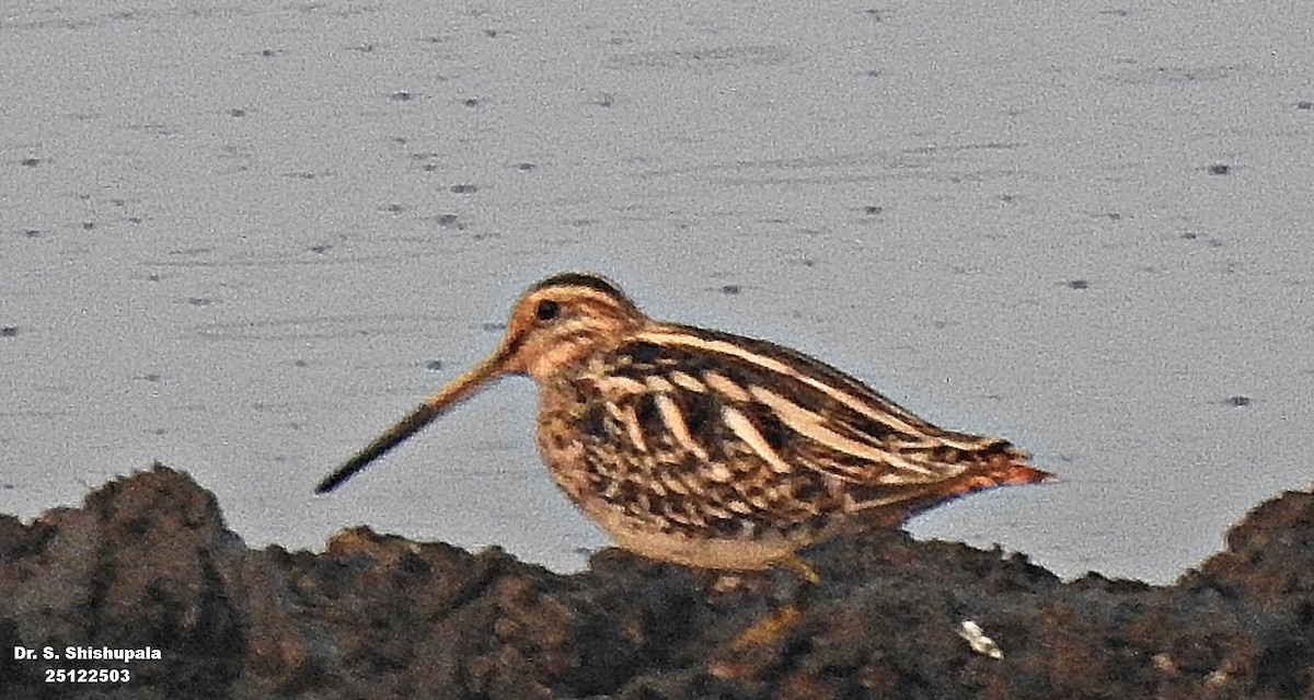 חרטומית ביצות - ML647506026