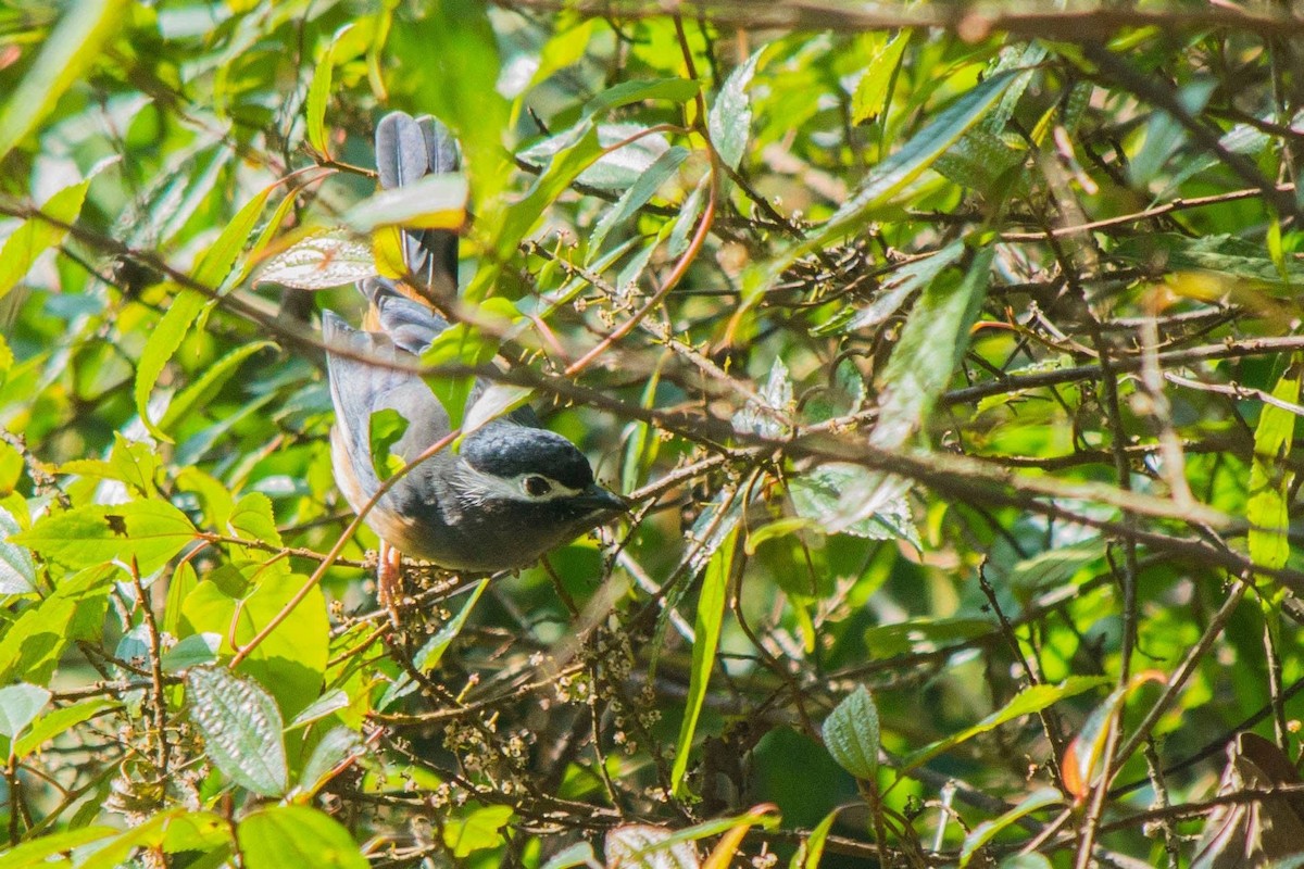 White-eared Sibia - ML647506038
