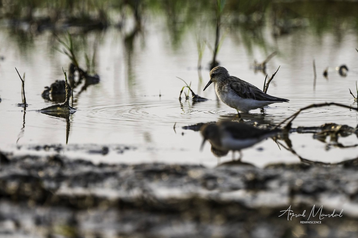 Little Stint - ML647506044