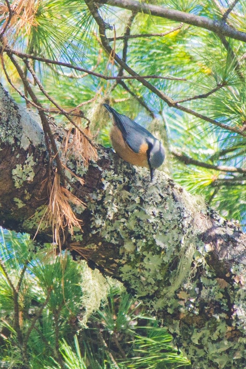 סיטה אירופית - ML647506047