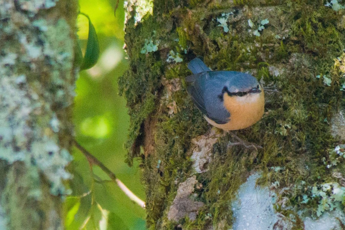 סיטה אירופית - ML647506048