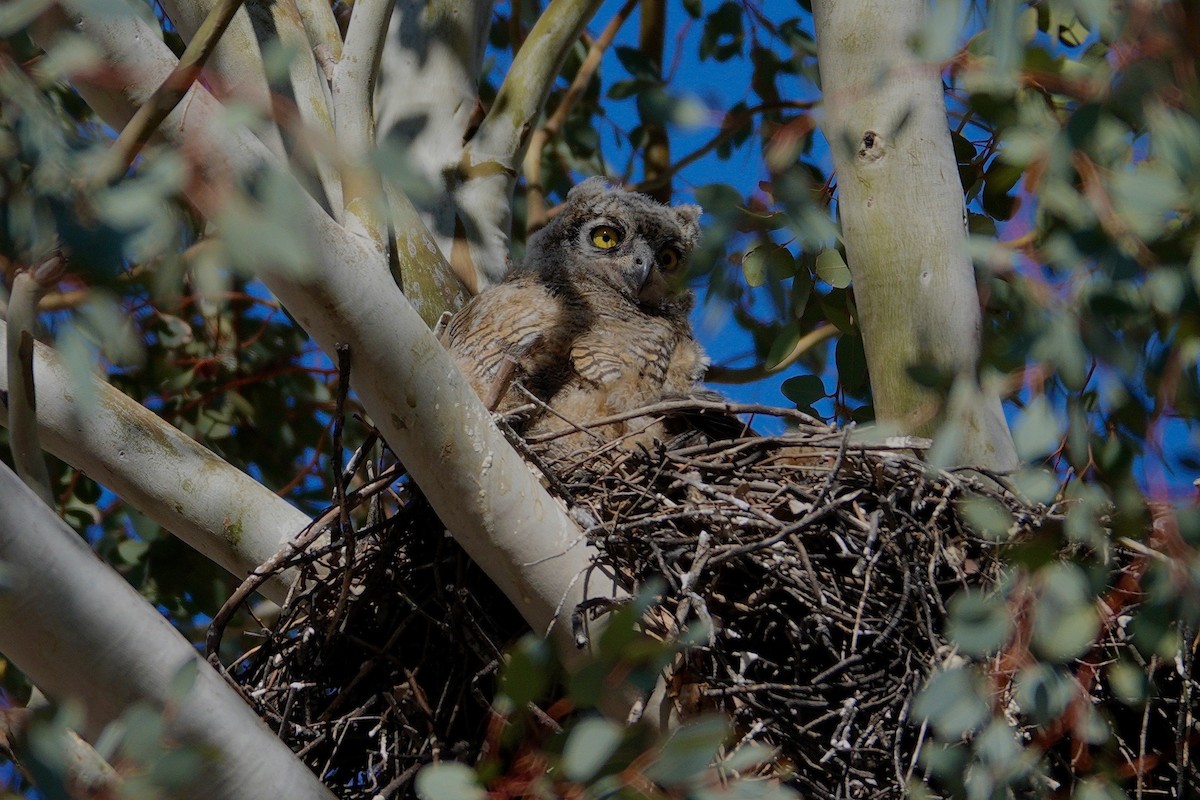 Great Horned Owl - ML647506060