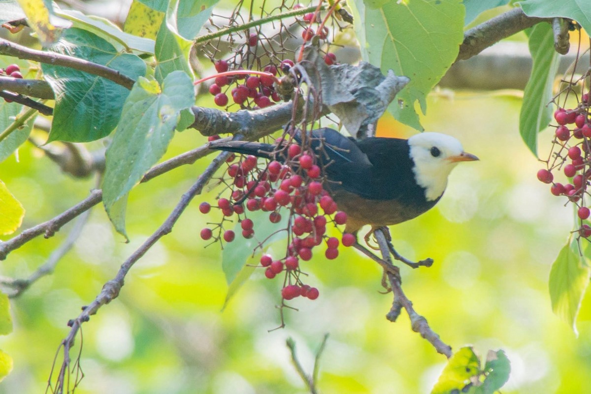 Taiwan Thrush - ML647506061
