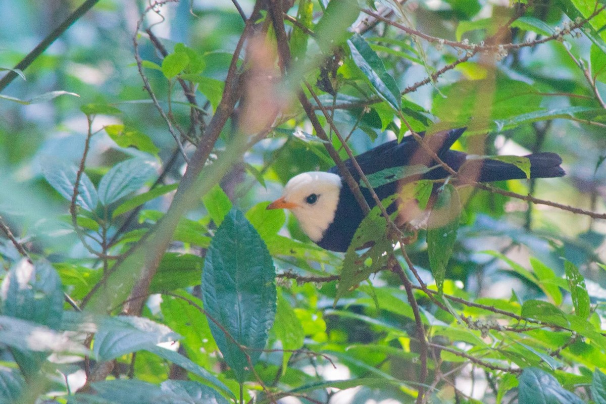 Taiwan Thrush - ML647506062