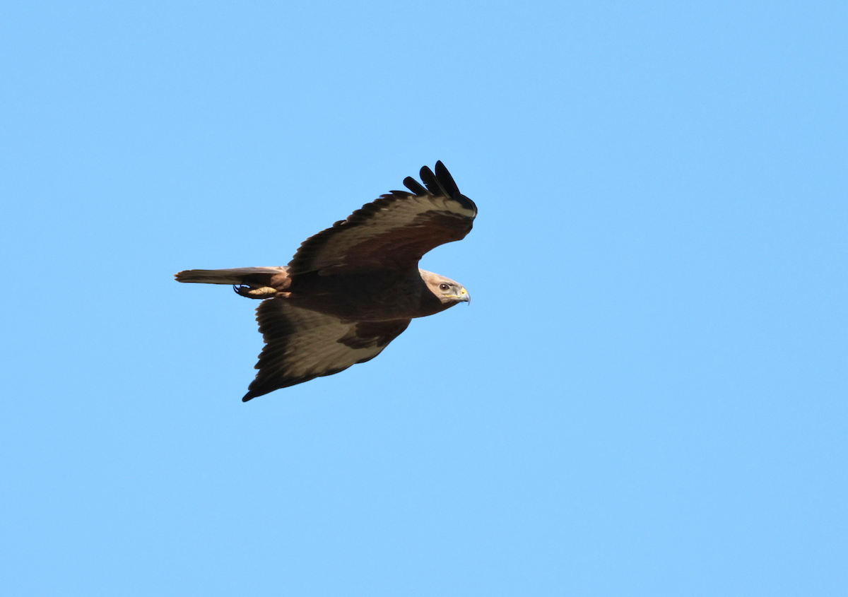 Elgin Buzzard (undescribed form) - ML647506063