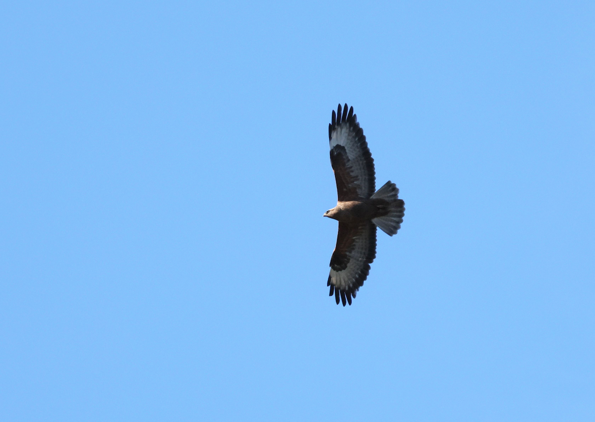 Elgin Buzzard (undescribed form) - ML647506064