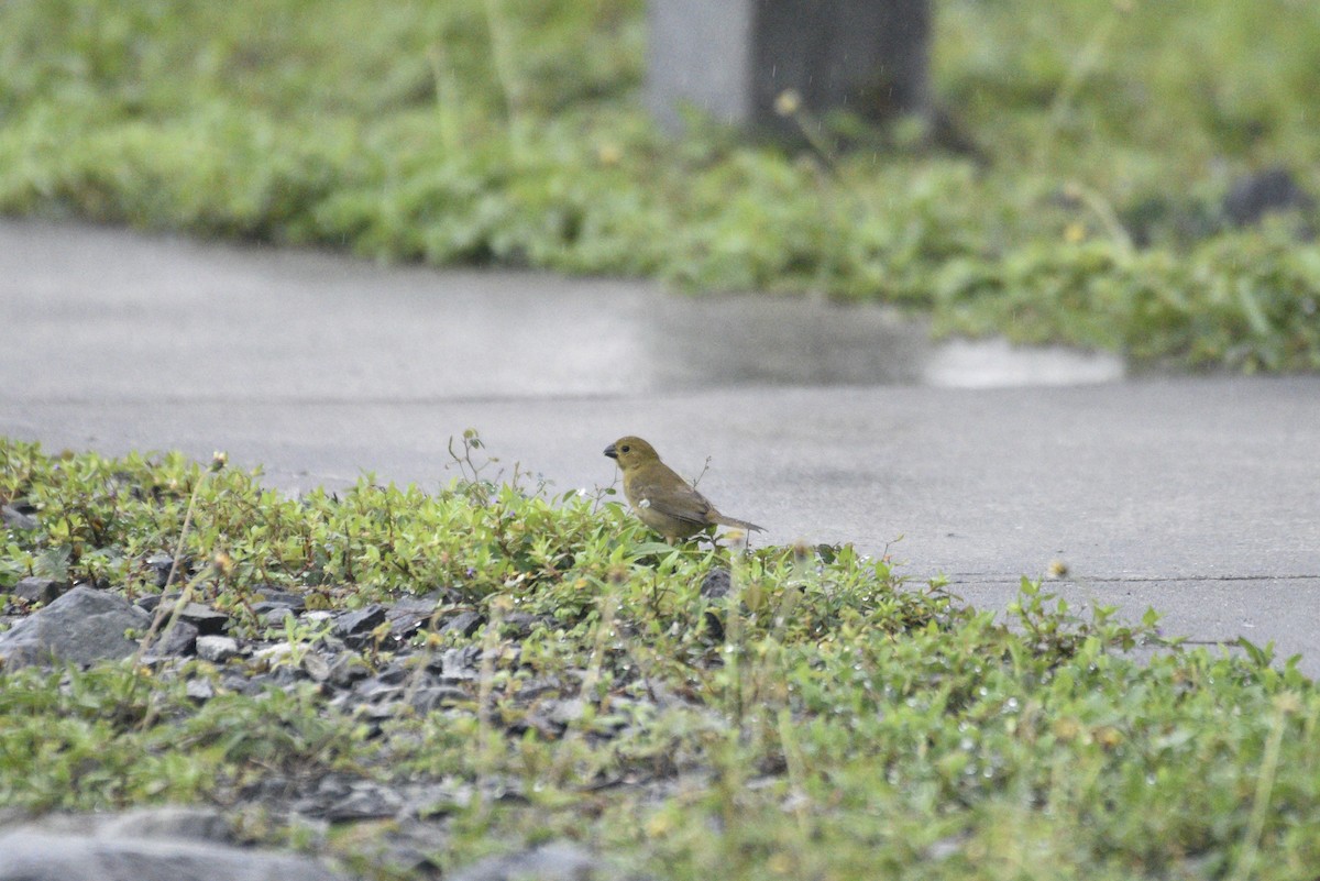 Variable Seedeater - ML647506065