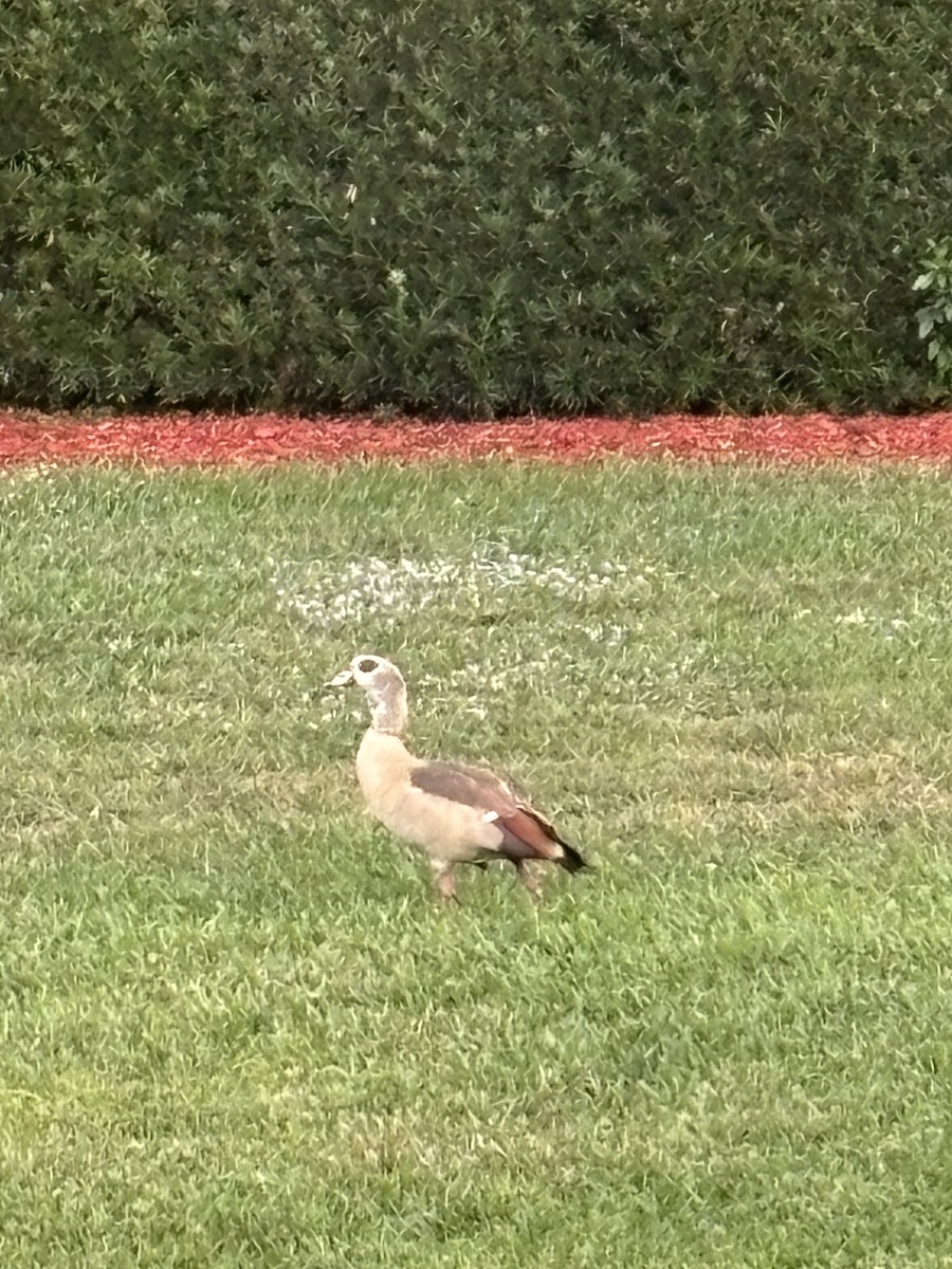 יאורית - ML647506068