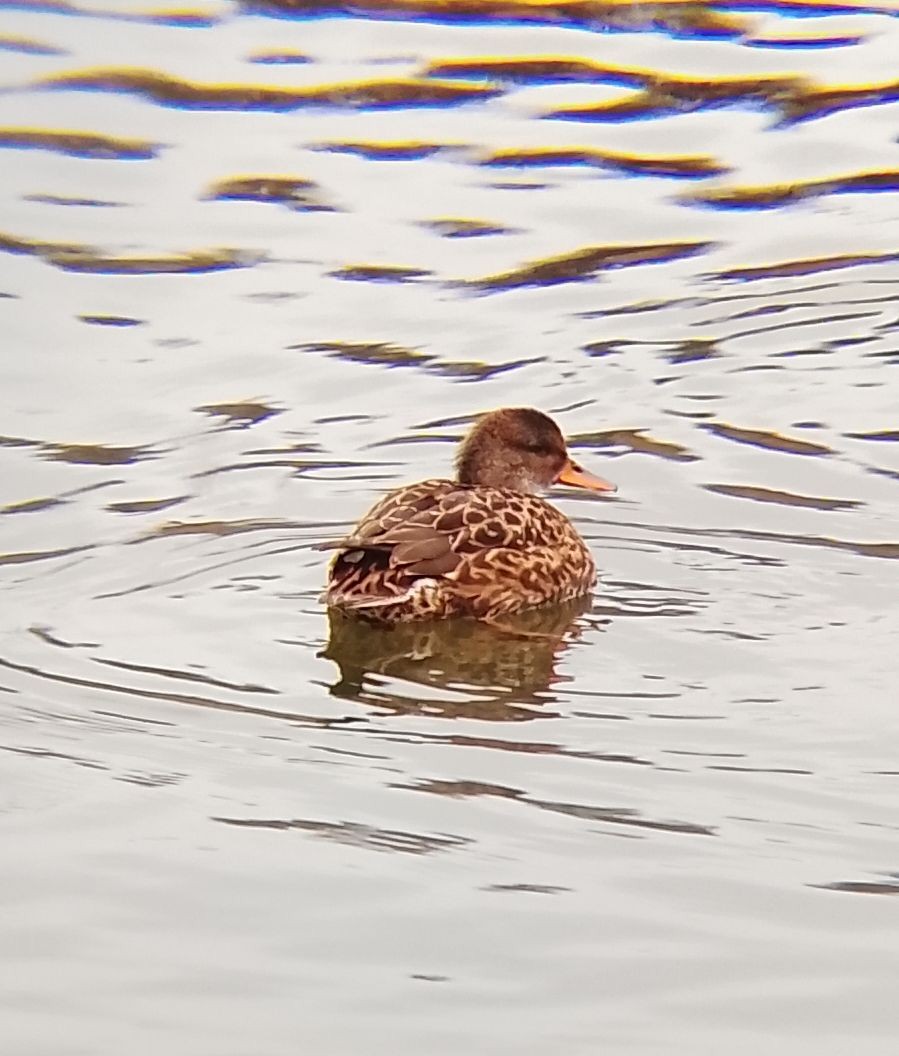 ברווז אפור - ML647506069