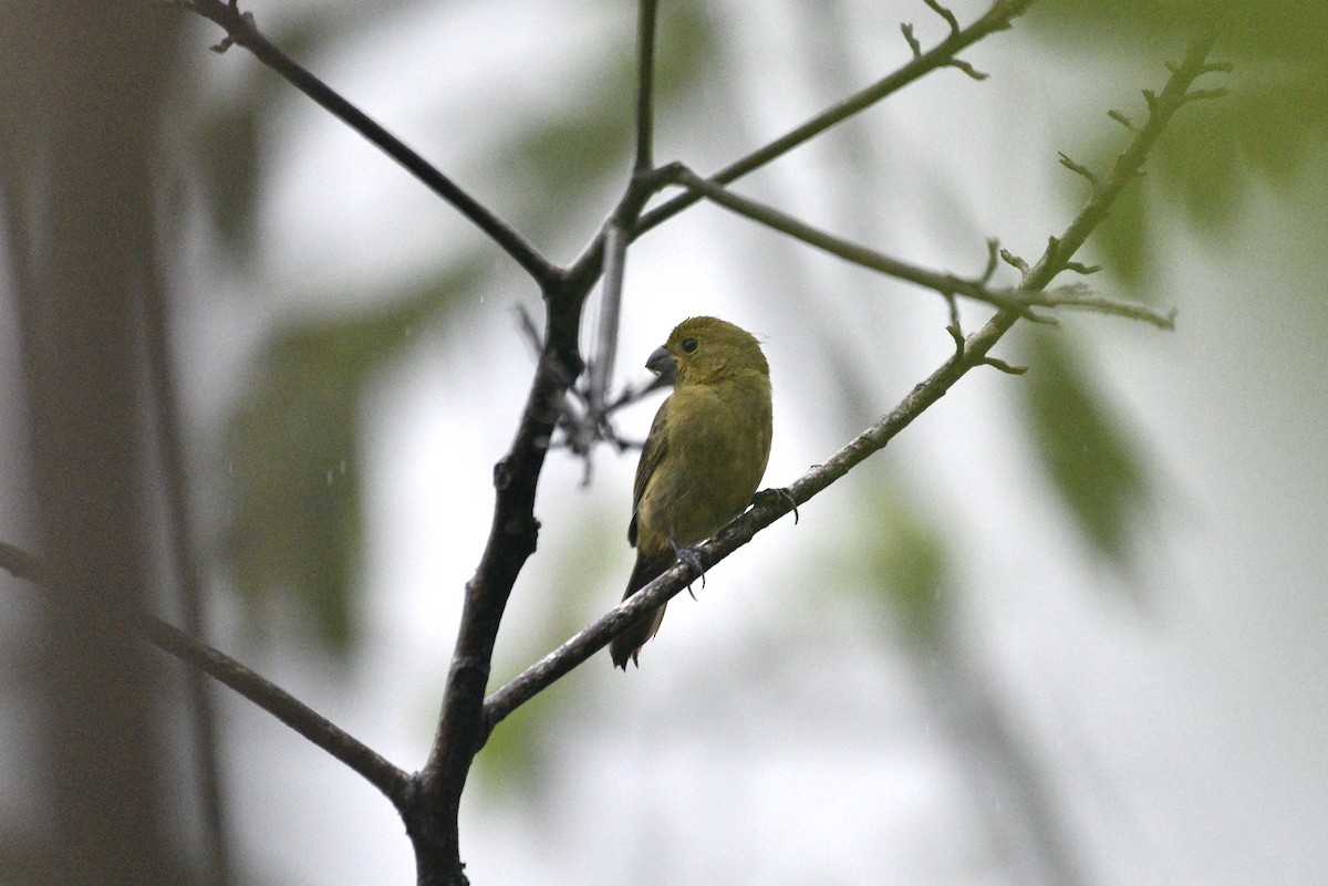 Variable Seedeater - ML647506071