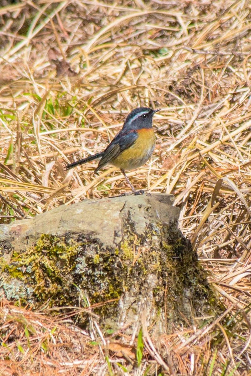 Collared Bush-Robin - ML647506072