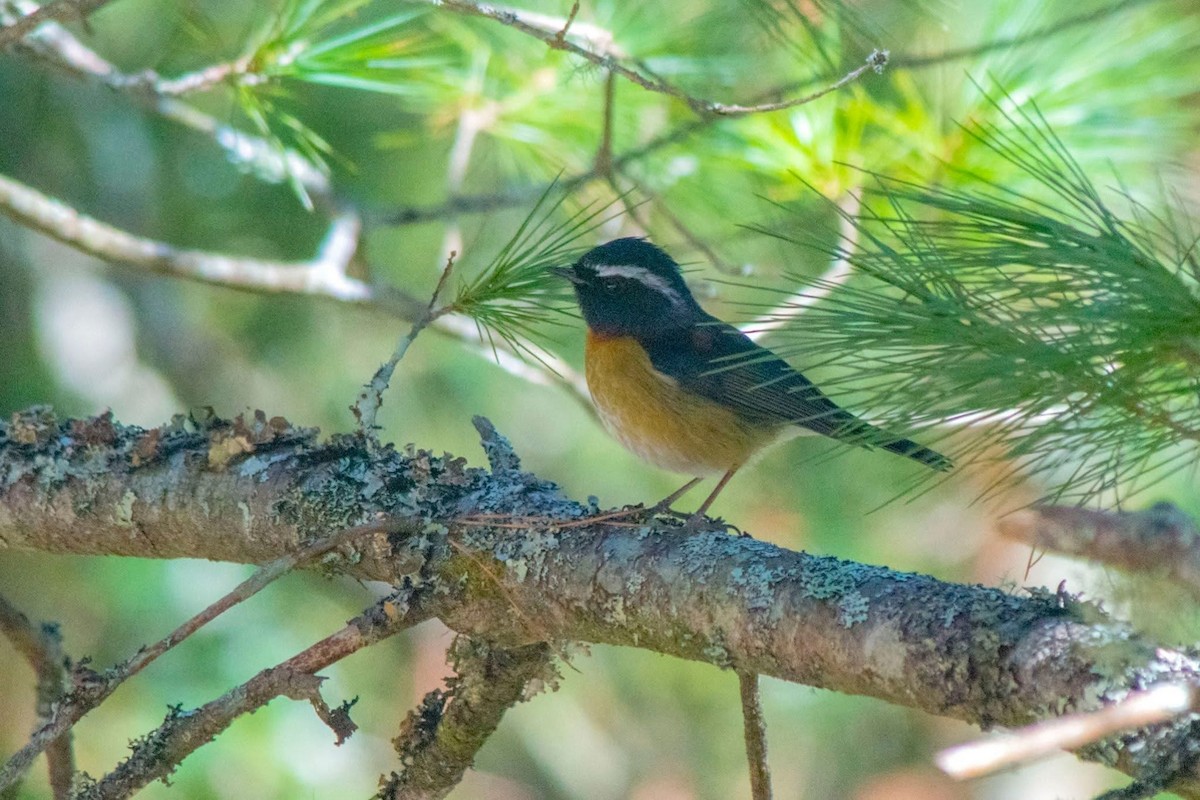 Collared Bush-Robin - ML647506073