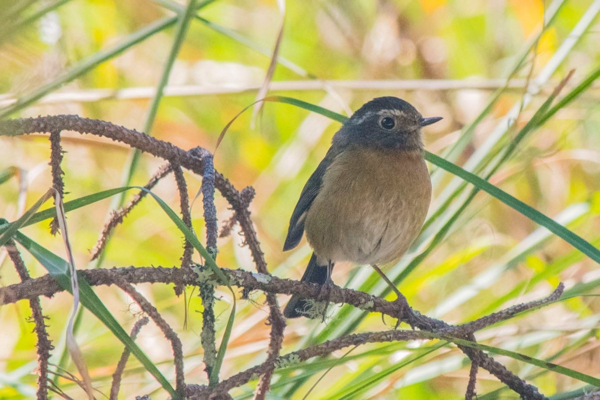 Collared Bush-Robin - ML647506074