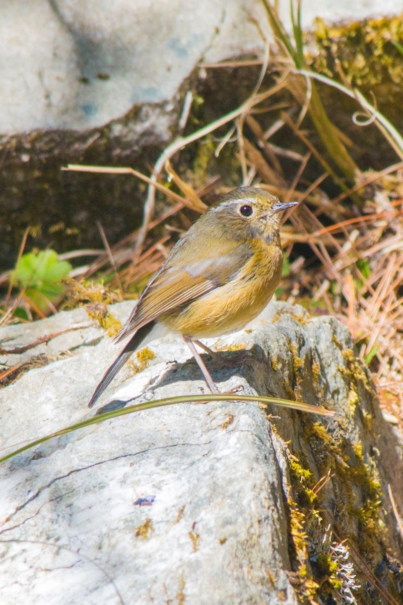 Collared Bush-Robin - ML647506076