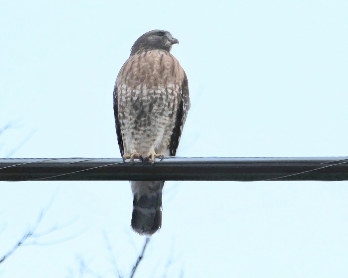Red-shouldered Hawk - ML647506077