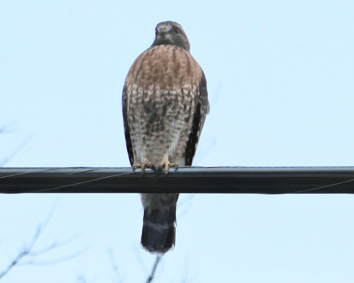 Red-shouldered Hawk - ML647506078