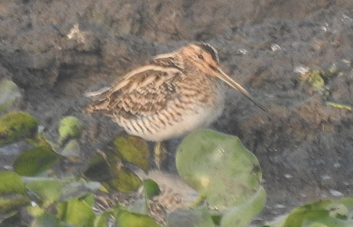 חרטומית חדת-זנב - ML647506079