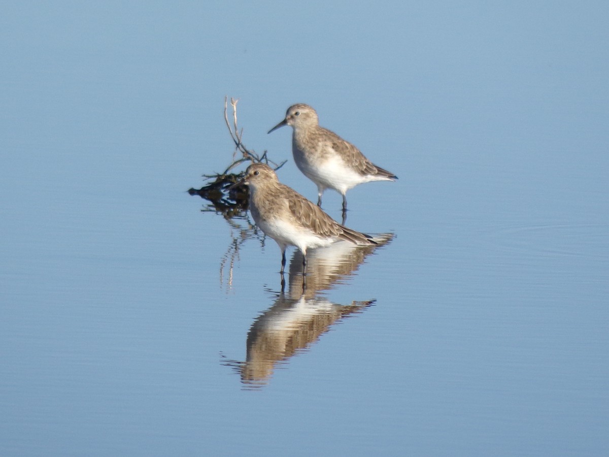 חופית בירד - ML647506080
