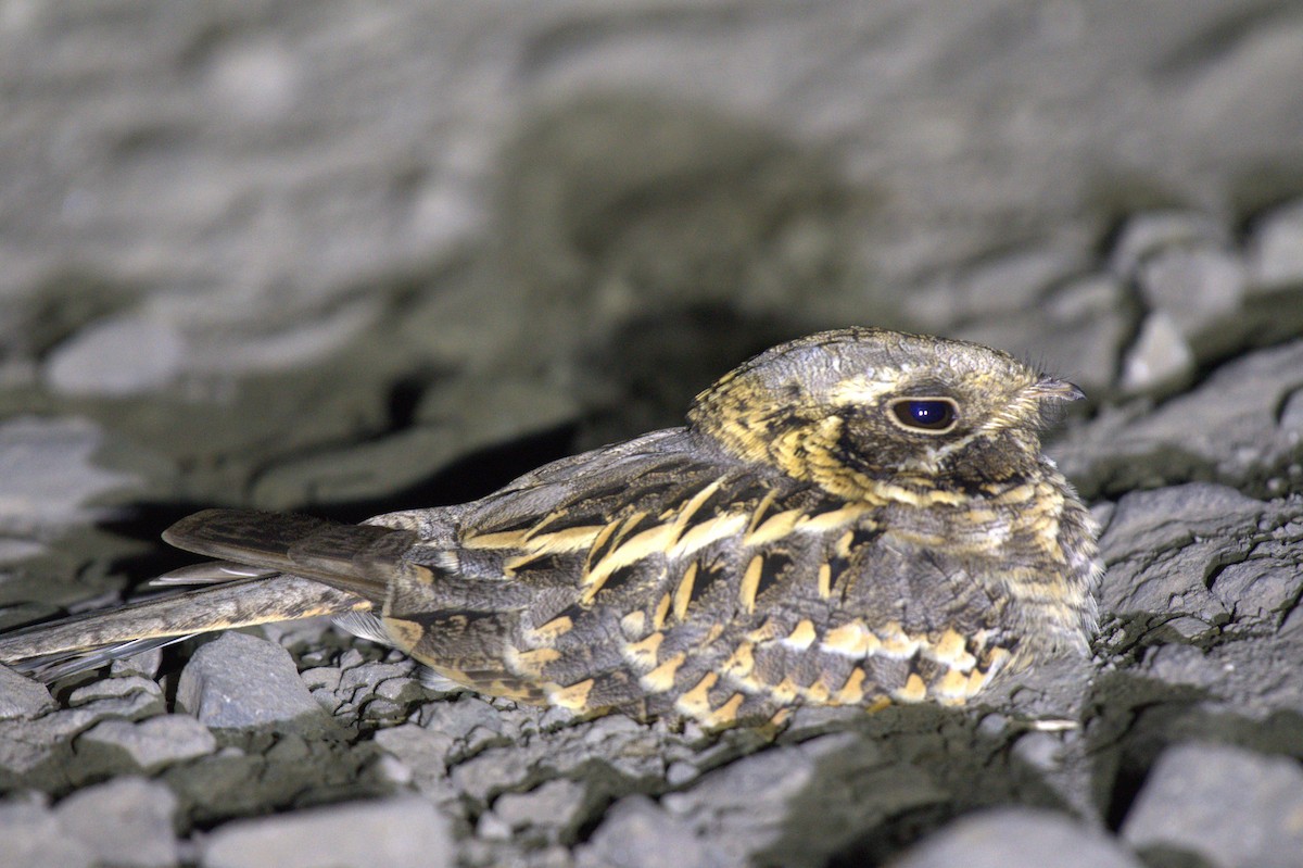 Indian Nightjar - ML647506081
