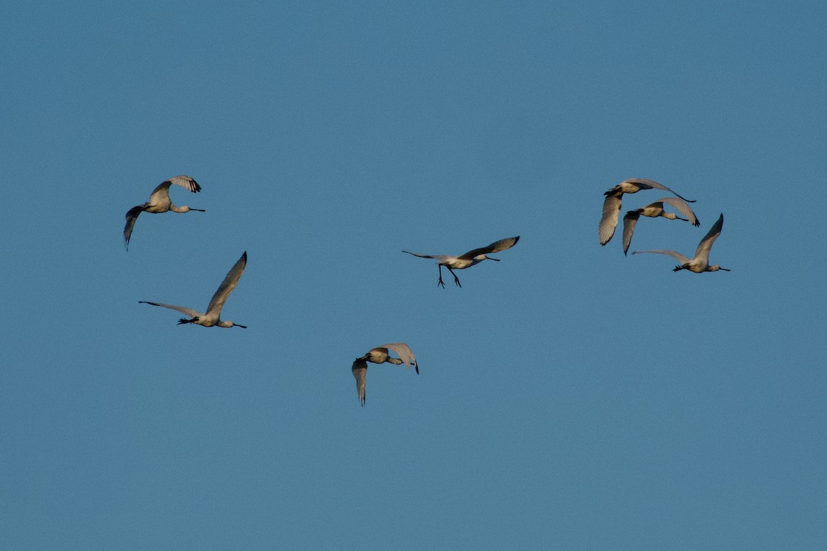 כפן - ML647506082