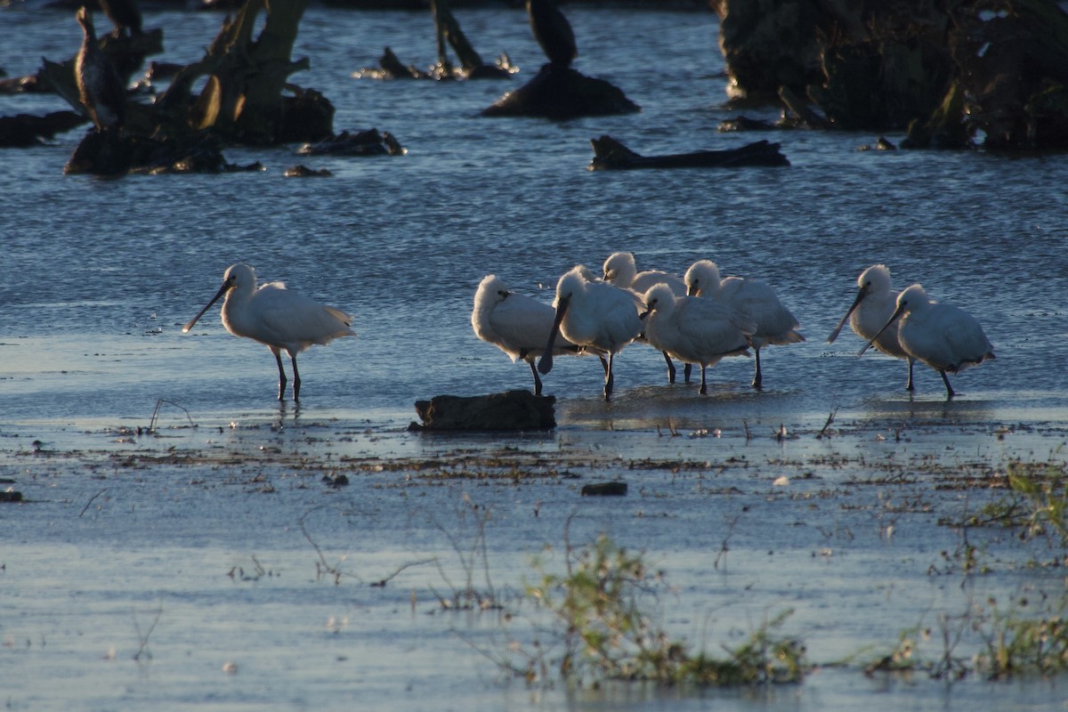 כפן - ML647506084