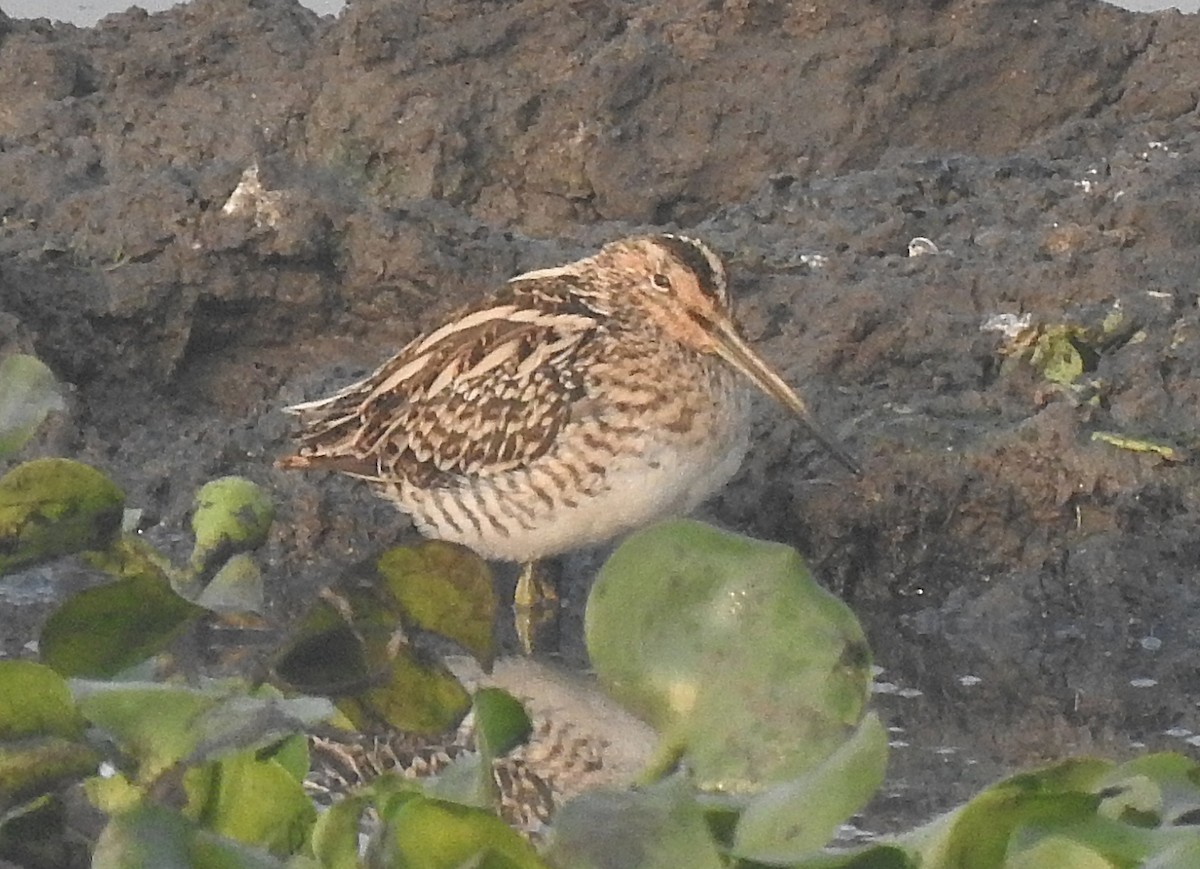 חרטומית חדת-זנב - ML647506086
