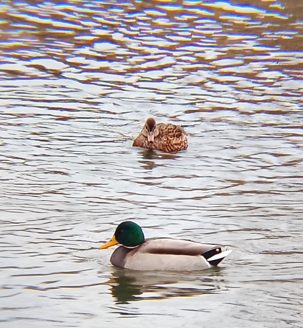 ברווז אפור - ML647506087