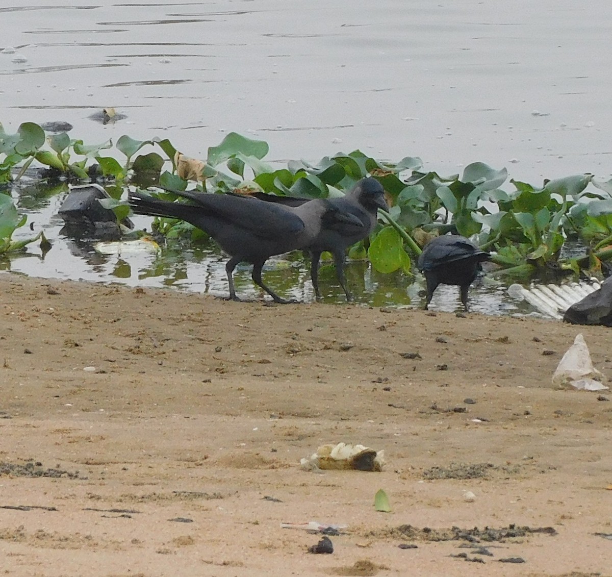 עורב הודי - ML647506090