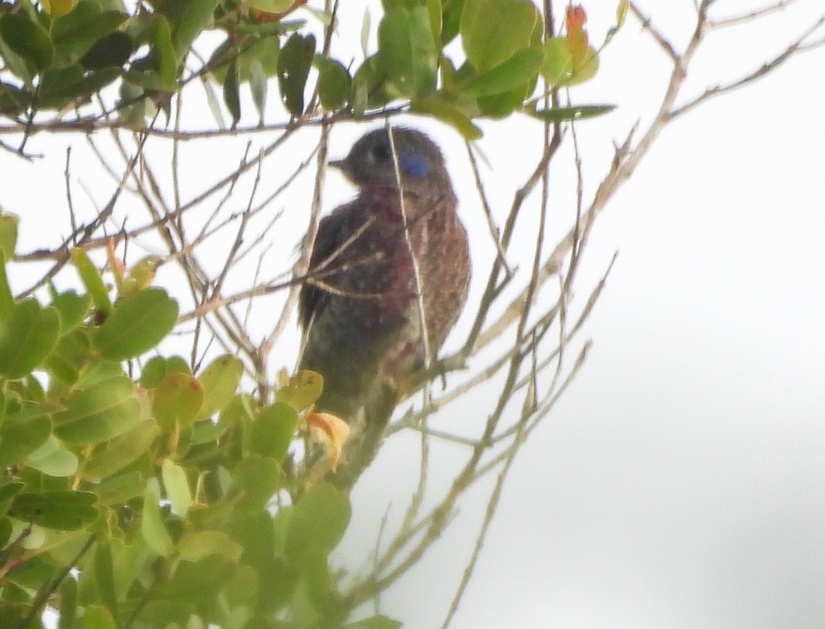 Spangled Cotinga - ML647506091