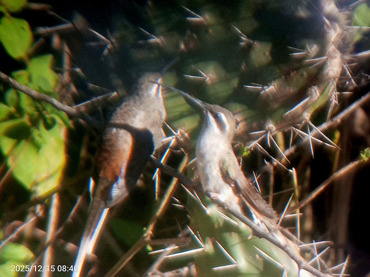 Sooty-capped Hermit - ML647506093