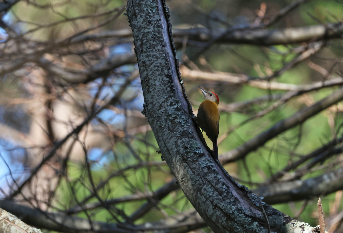 Olive Woodpecker (Southern) - ML647506096