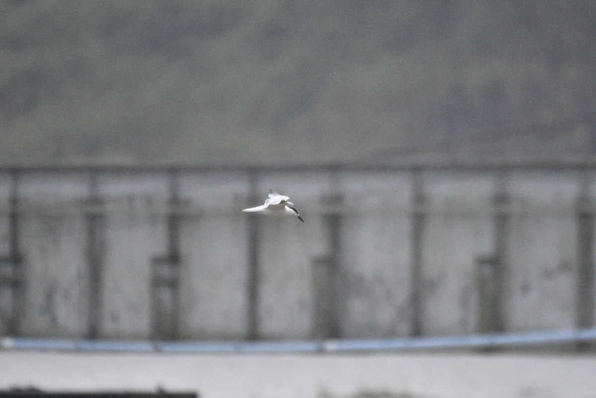 שחפית שחורת-מקור - ML647506097
