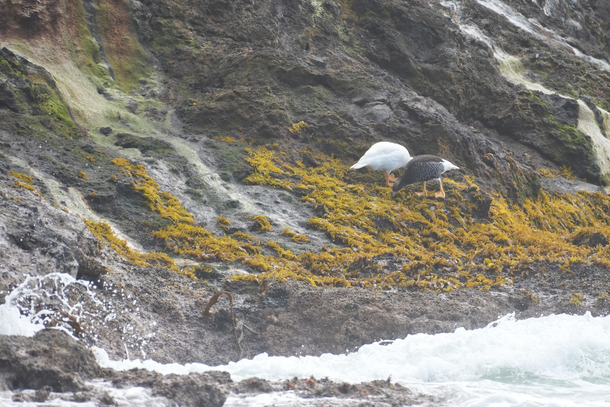 Itsas antzara - ML647506098