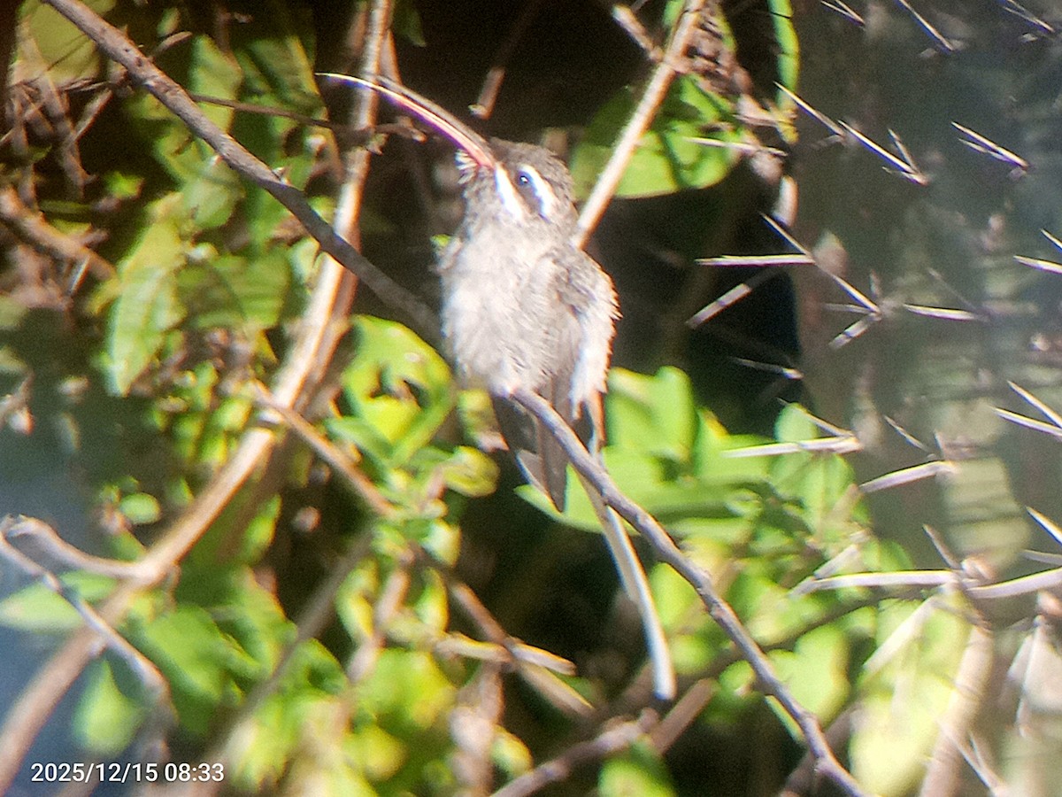 Sooty-capped Hermit - ML647506099