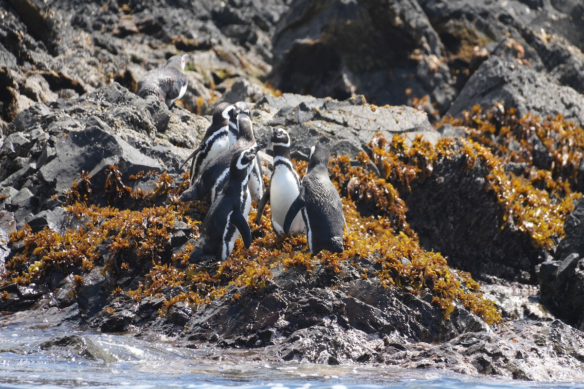Magellanic Penguin - ML647506100
