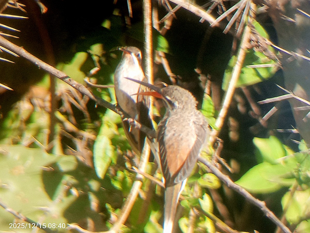 Sooty-capped Hermit - ML647506101