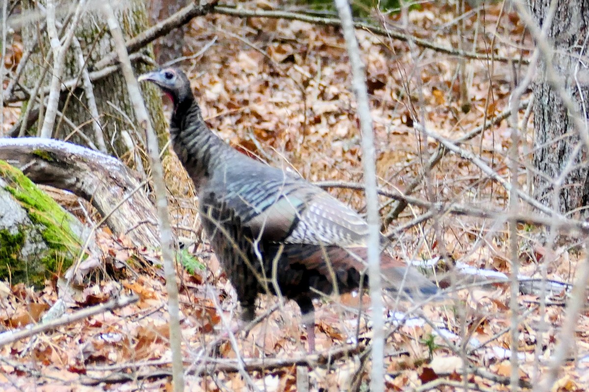 Indioilar arrunta - ML647506102