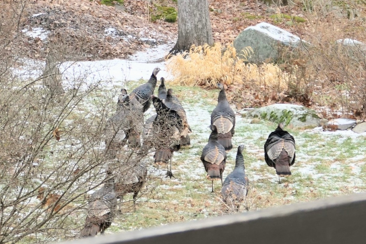 Indioilar arrunta - ML647506103