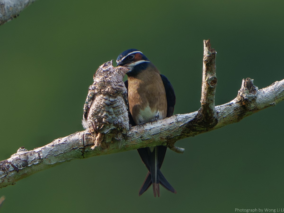 Whiskered Treeswift - ML647506104