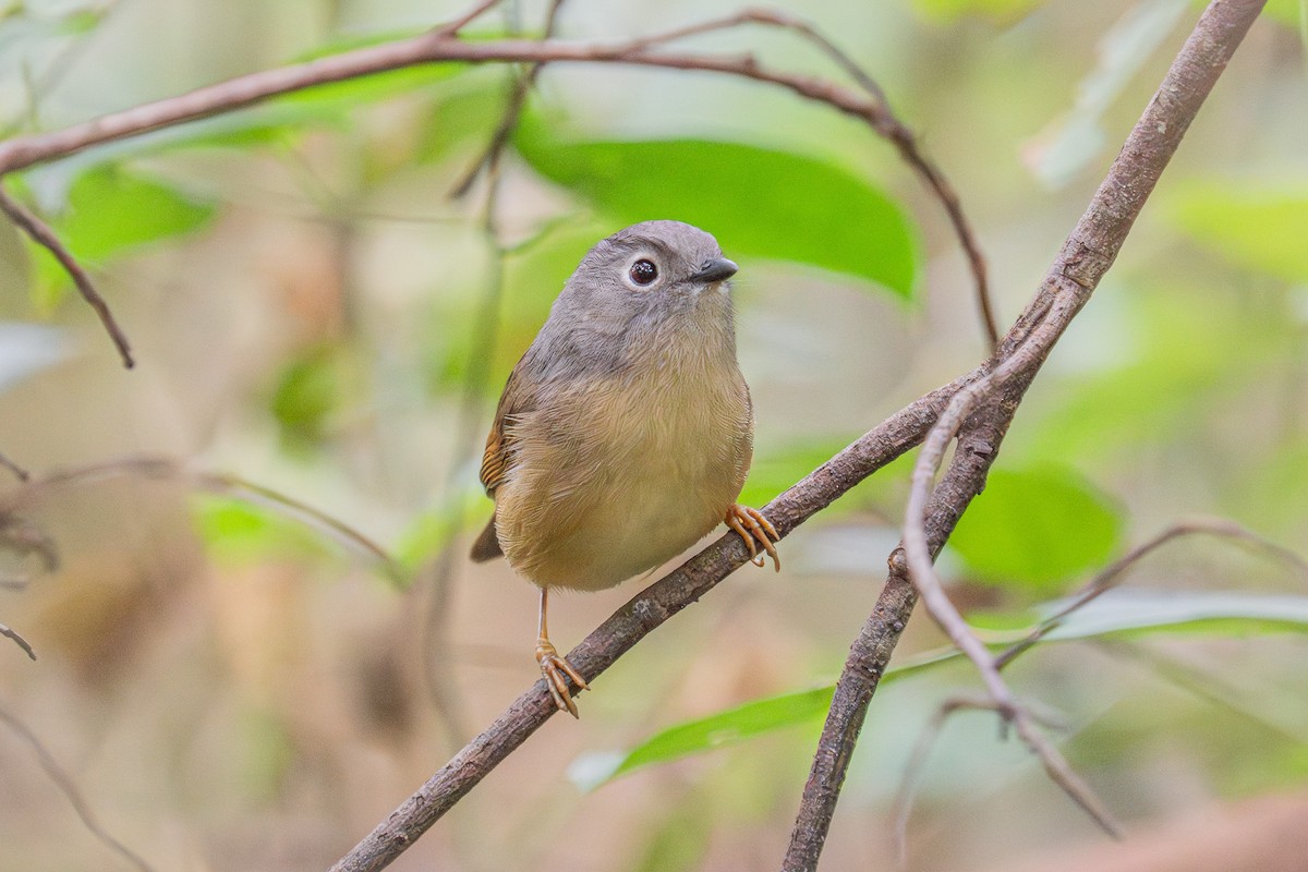 Huet's Fulvetta - ML647506105