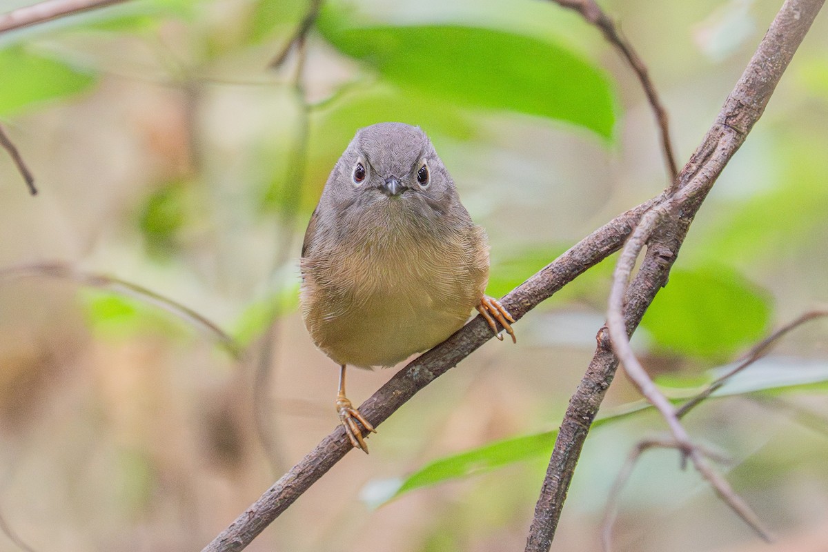 Huet's Fulvetta - ML647506106