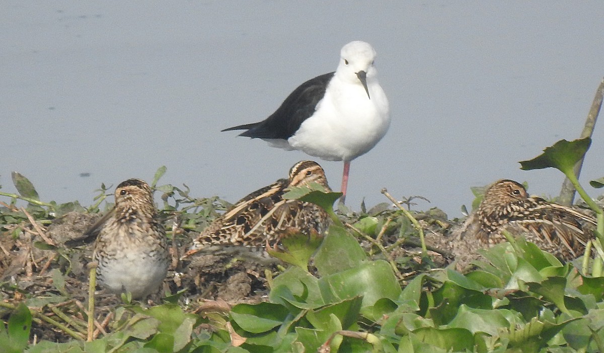 Istingor arrunta - ML647506107