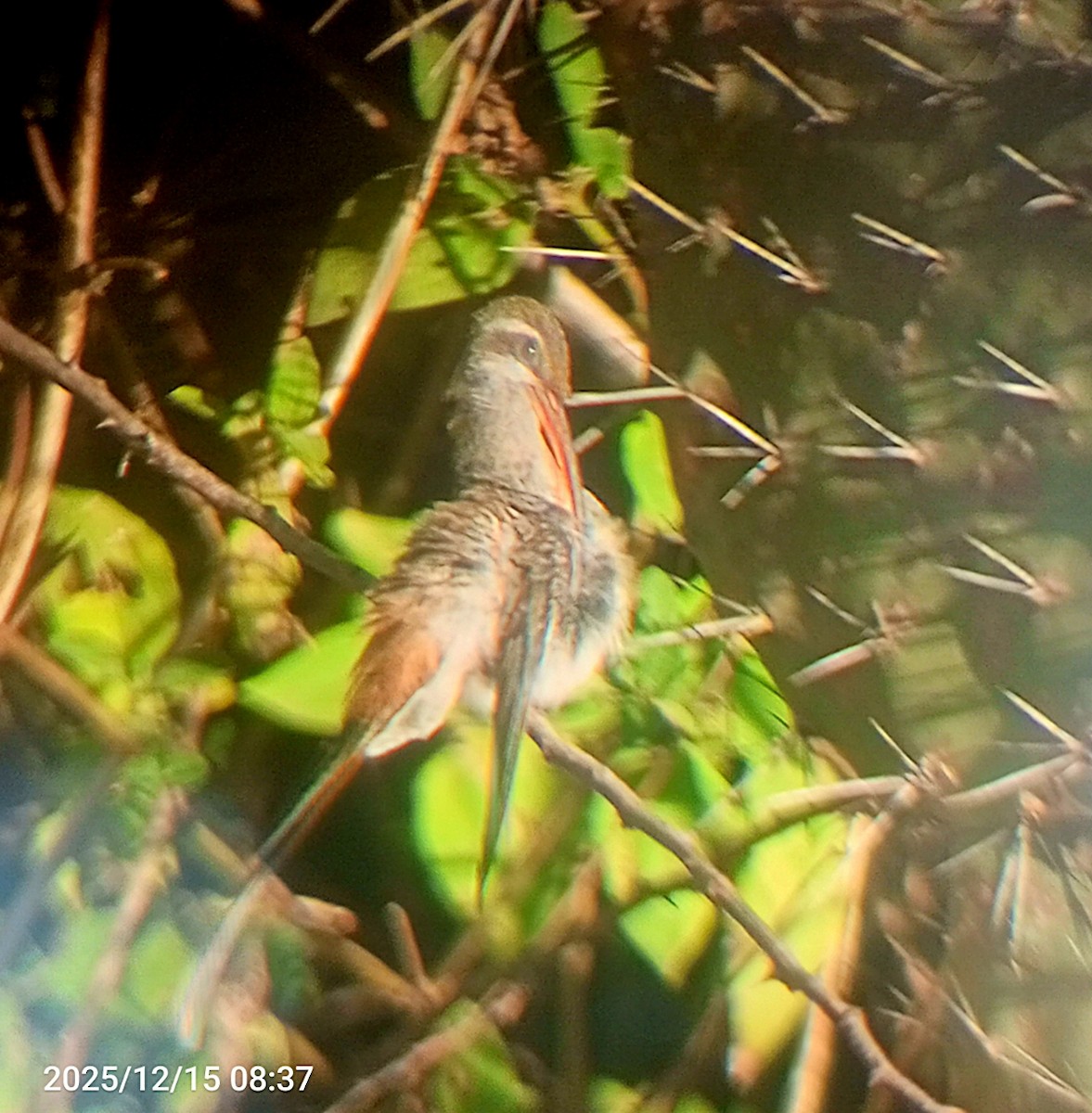 Sooty-capped Hermit - ML647506108