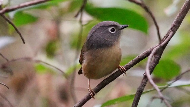 Huet's Fulvetta - ML647506109