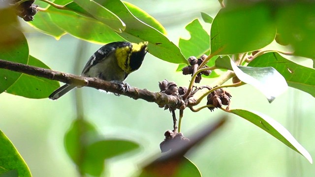 Yellow-cheeked Tit - ML647506111