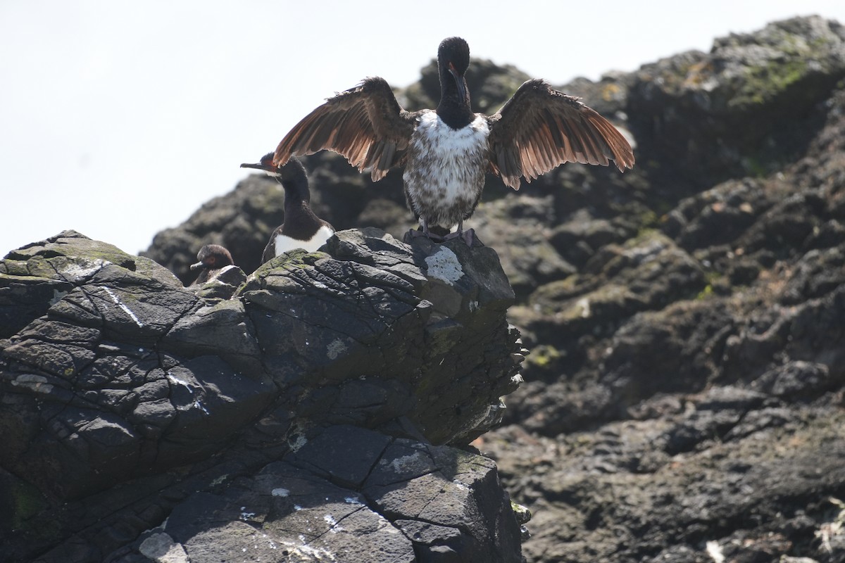 Magellanic Cormorant - ML647506112