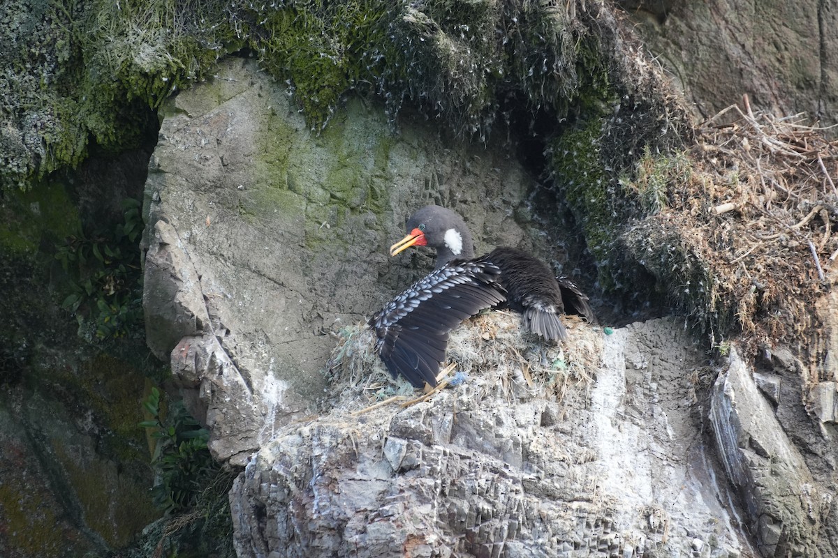 Red-legged Cormorant - ML647506113
