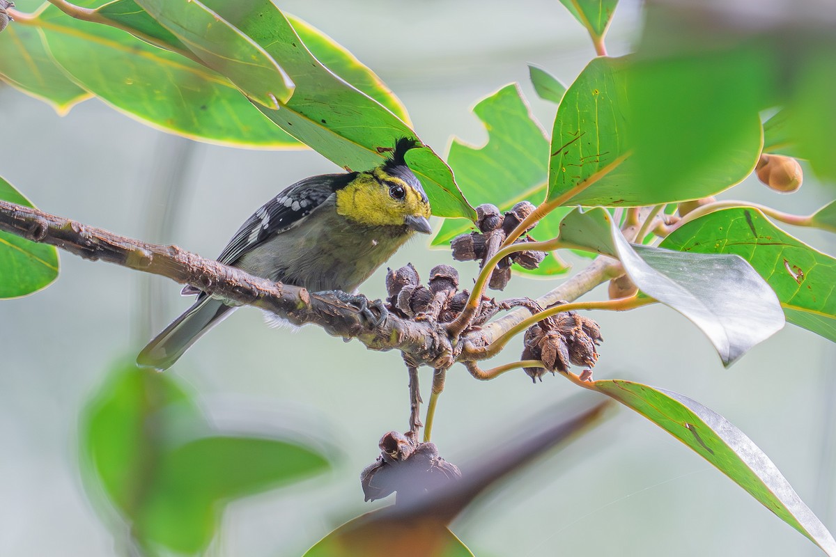Yellow-cheeked Tit - ML647506114