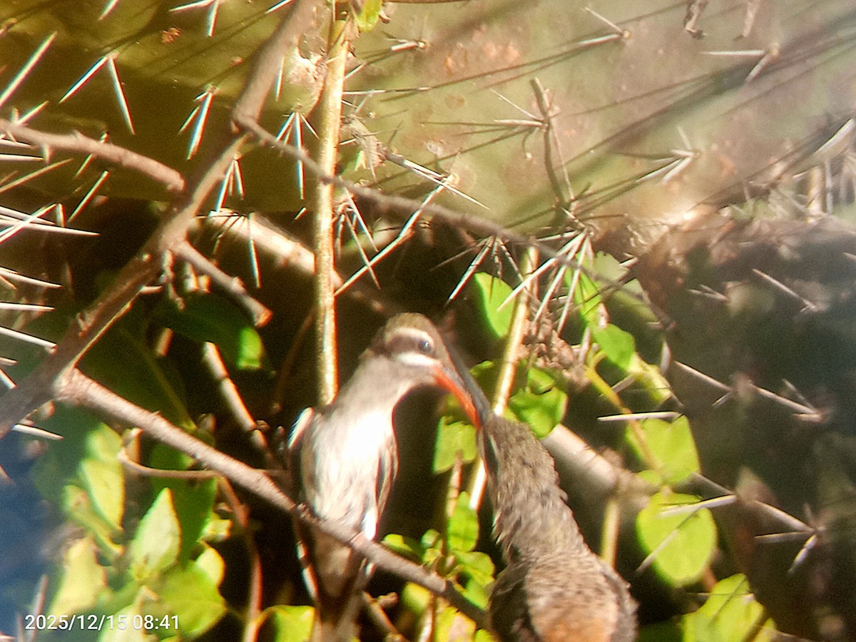 Sooty-capped Hermit - ML647506115